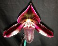Paph. Hsinying Macasar '1' x Hsinying Glory '5'